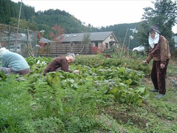 近くには畑も有り一緒に野菜を栽培しています。